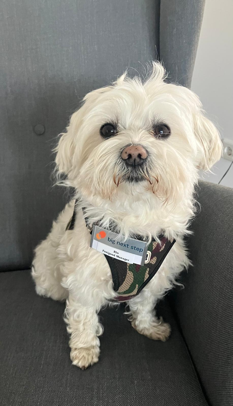 Rio, der Bürohund
